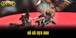 Đá gà cựa dao