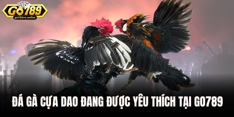 Đá gà cựa dao đang được yêu thích tại Go789