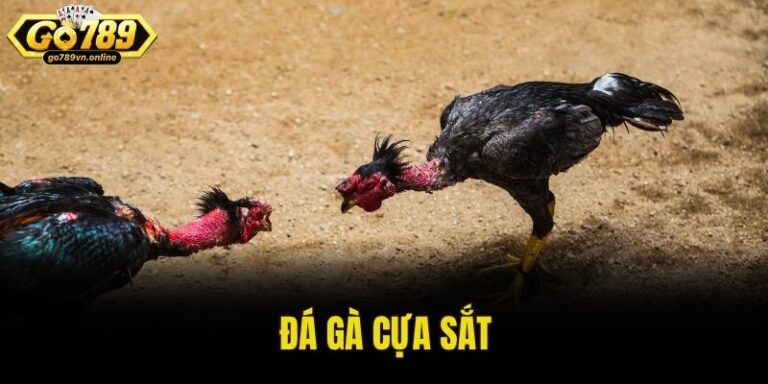 đá gà cựa sắt