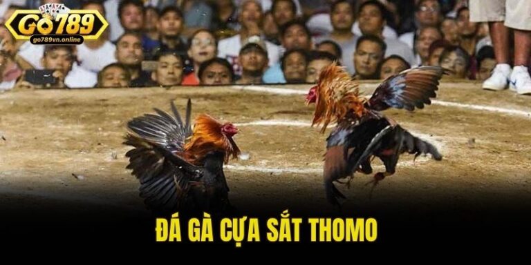 đá gà cựa sắt thomo