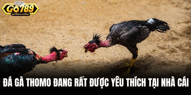 Đá gà Thomo đang rất được yêu thích tại nhà cái