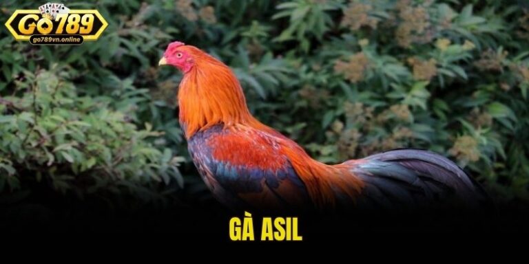 Gà Asil