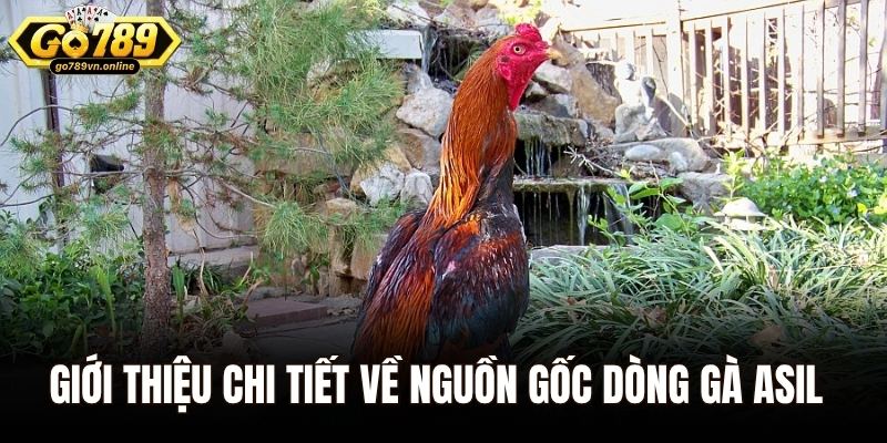 Giới thiệu chi tiết về nguồn gốc dòng gà Asil