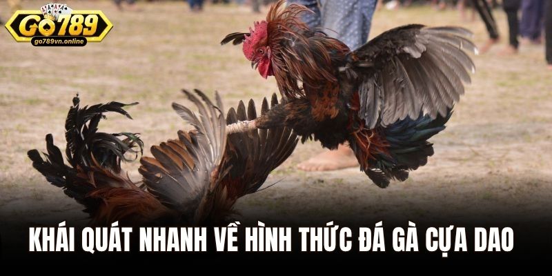 Khái quát nhanh về hình thức đá gà cựa dao
