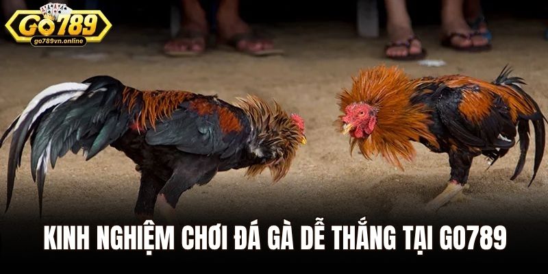 Kinh nghiệm chơi đá gà dễ thắng tại Go789