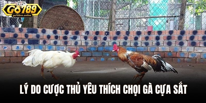 Lý do cược thủ yêu thích chọi gà cựa sắt