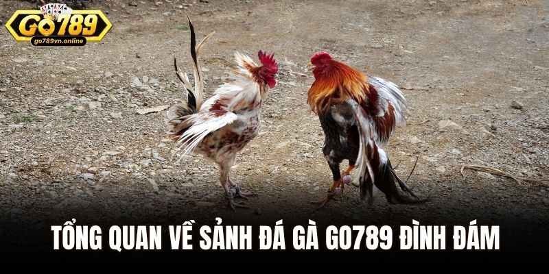 Tổng quan về sảnh đá gà Go789 đình đám