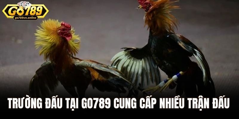 Trường đấu tại Go789 cung cấp nhiều trận đấu hấp dẫn