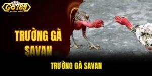 Trường gà Savan
