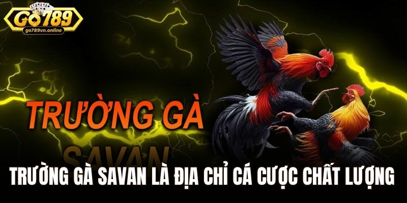 Trường gà Savan là địa chỉ cá cược chất lượng nhất Châu Á