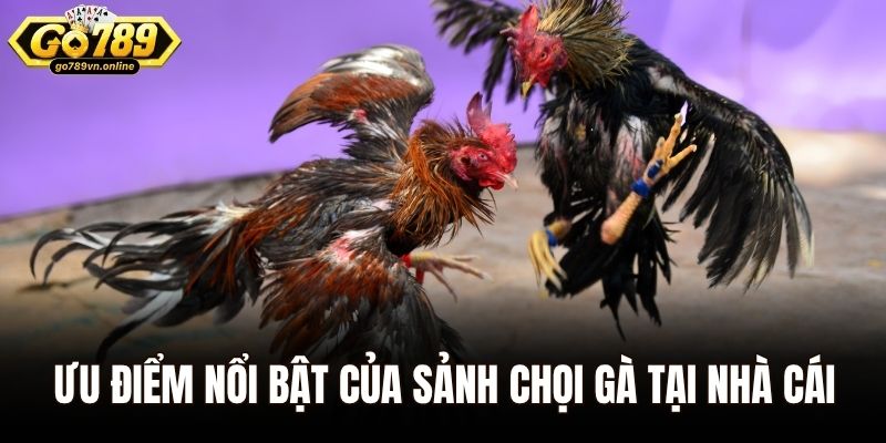 Ưu điểm nổi bật của sảnh chọi gà tại nhà cái